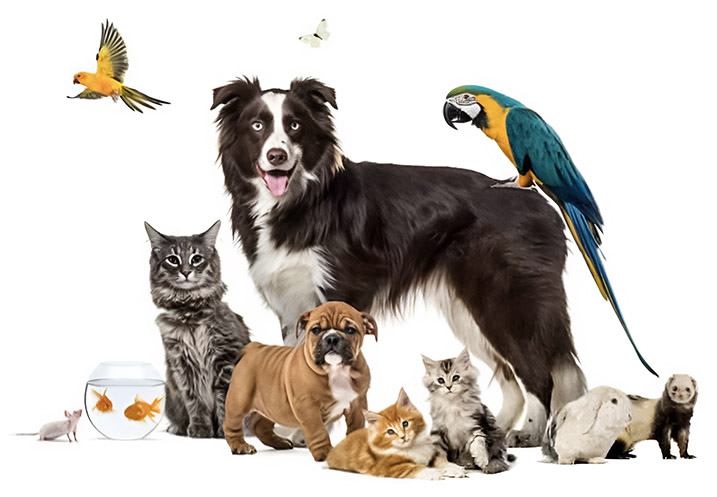 Animalerie